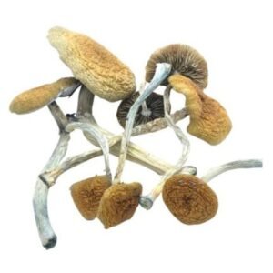 Mazatapec magic mushrooms