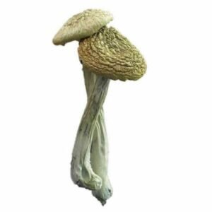 Psilocybe Azurescens Mushrooms