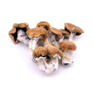 Vietnamese Magic Mushrooms