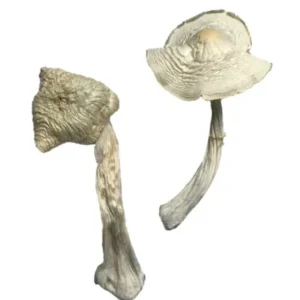 Louisiana Magic Mushrooms
